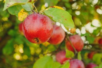 October Apple a Day