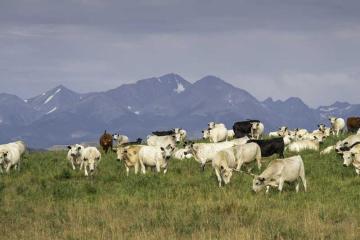 B Bar Ranch Tour: A Field Trip for Co-op Members