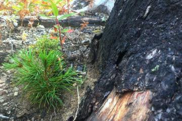 2,500 Whitebark Pine Seedlings